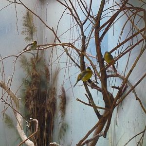 Black-headed buntings