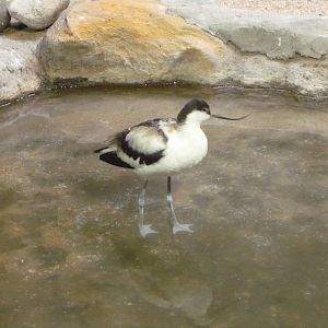 Pied avocet