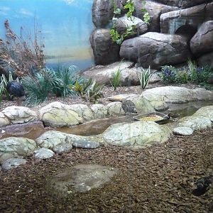 Mixed avian exhibit