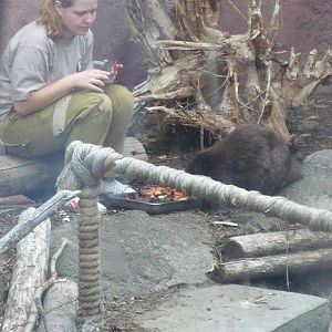 Keeper feeds a beaver
