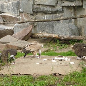 Vultures eating rats