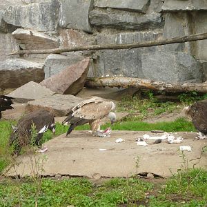 Vultures eating rats
