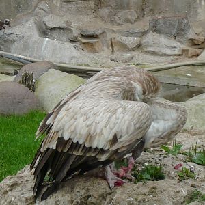 Himalayan griffon vulture eating