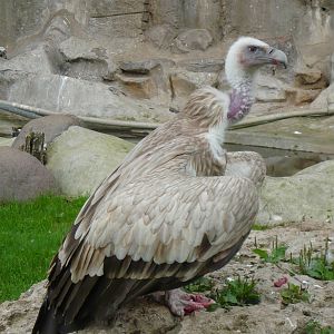 Himalayan griffon vulture