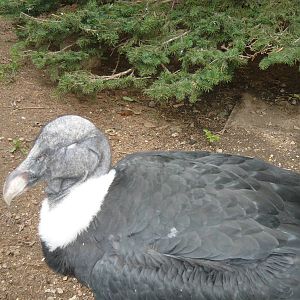 One-eyed Andean condor