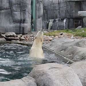 Polar Bear - backstroke