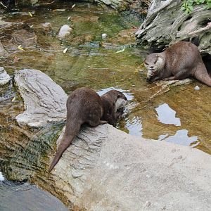 Otters eating