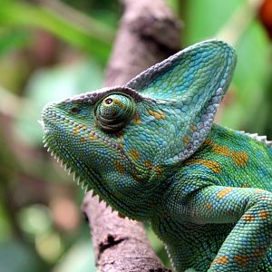 Chameleon