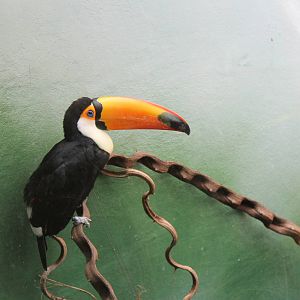 Toucan
