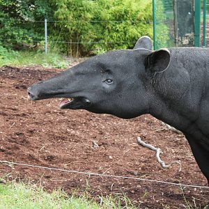 Malayan Tapir