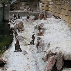 Penguin Enclosure