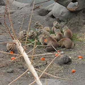 Praire Dog feeding time