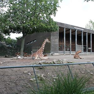 Giraffe enclosure