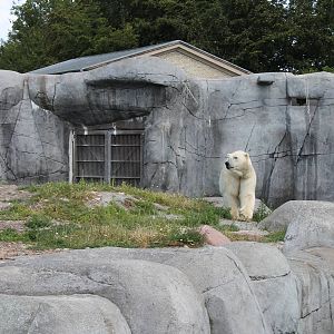 Polar Bear