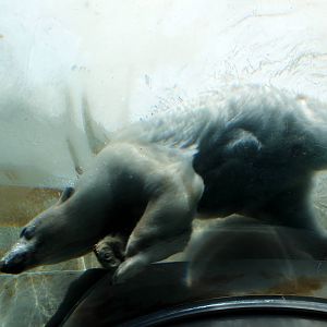 Polar Bear - underwater