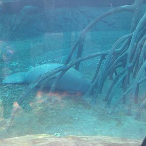 Manatee in Exhibit (Paris Zoo)