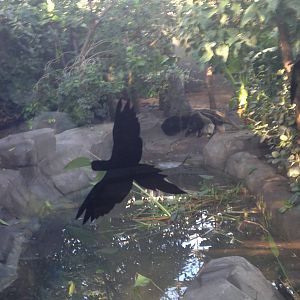 Giant Anteater Exhibit (Paris Zoo)