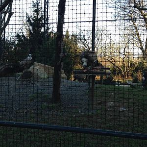 Vulture Aviary (Paris Zoo)