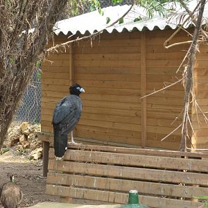 Free roaming Blue Billed Currasow