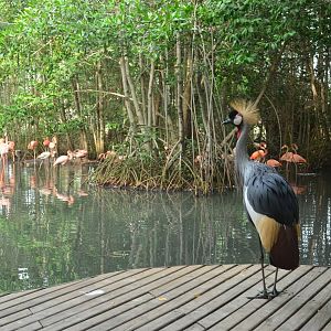 Grey crowned crane & flamingoes