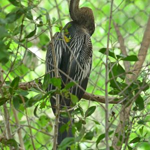 Anhinga