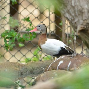 Strangely coloured black bellied whistling duck