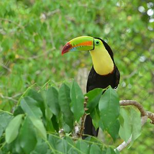 Keel Billed Toucan