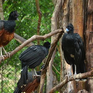 Blue Billed Currasow