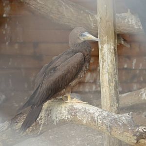 Brown booby (Sula leucogaster)