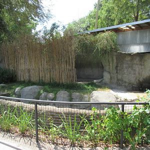 American Alligator Exhibit