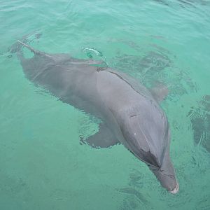 Bottlenose Dolphin