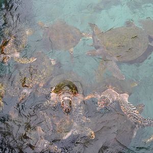 Sea Turtles
