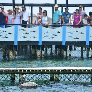 Dolphin show audience