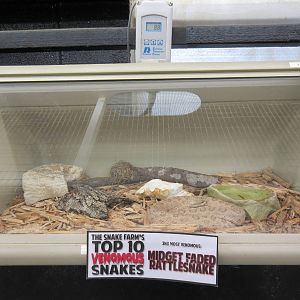 Midget Faded Rattlesnake Exhibit