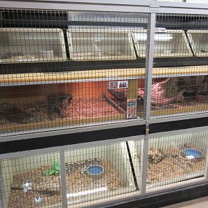 Assorted Snake Terrariums