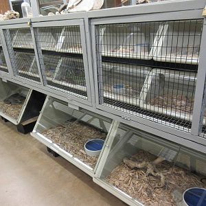 Assorted Snake Terrariums