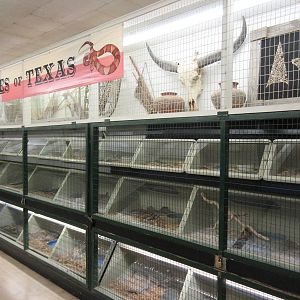 Assorted Snake Terrariums: Snakes of Texas