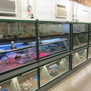 Assorted Snake Terrariums