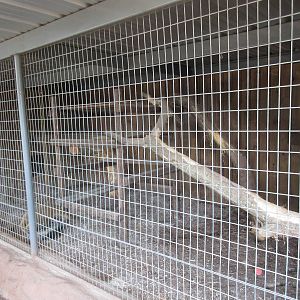 Coati Exhibit