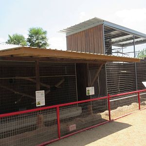 Ring-Tailed Lemur + Eurasian Eagle Owl Exhibits