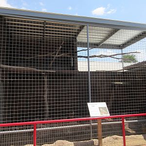 Eurasian Eagle Owl Exhibit