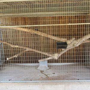 Ring-Tailed Lemur Exhibit - duplicate photo