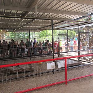 Serval Exhibit (and gator show in background)