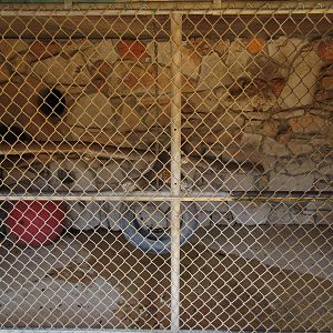Common Brown Lemur Exhibit