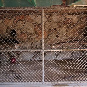 Red Ruffed Lemur Exhibit