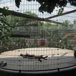 Pig-Tailed Macaque Exhibit
