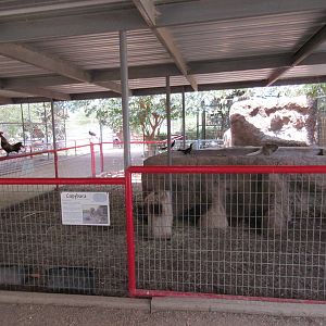 Capybara Exhibit