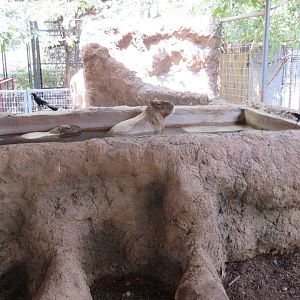 Capybara Pool