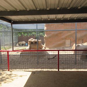 White Lion Exhibit