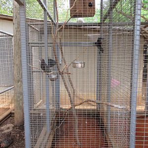 Vasa Parrot Aviary